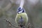 A stunning animal portrait of a Bluetit perched on a tree