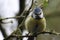 A stunning animal portrait of a Bluetit perched on a tree