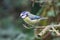 A stunning animal portrait of a Bluetit perched on a tree