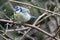 A stunning animal portrait of a Bluetit perched on a tree