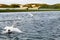 A stunning animal portrait of a flock of Swans on a lake