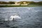 A stunning animal portrait of a flock of Swans on a lake