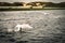 A stunning animal portrait of a flock of Swans on a lake