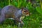 A stunning animal portrait of a squirrel hunting and looking for food