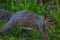 A stunning animal portrait of a squirrel hunting and looking for food