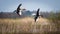 A stunning animal portrait of two geese in flight