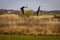 A stunning animal portrait of two geese in flight