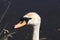 A stunning animal portrait of a White Swan