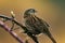 A stunning animal portrait of a Wren Bird