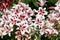 Stunning array of pink and white lilies against a lush evergreen forest backdrop