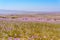 Stunning array of vibrant purple flowers blossoming in an expansive  field in Atacama, Chile