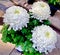 Stunning art Japanese Chrysanthemums  white autumn flowers