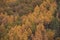 Stunning Autumn Fall landscape image of forest of larch trees in golden glow