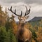 Stunning Autumn Fall landscape of woodland in with majestic red deer stag Cervus Elaphus in foreground