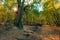 Stunning autumn path landscape panorama of a scenic forest with warm sunshine