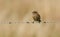 A stunning baby Stonechat bird Saxicola torquata perched on a barbed wire fence.