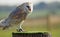 Stunning barn owl