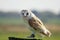 Stunning barn owl