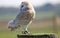 Stunning barn owl