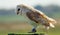 Stunning barn owl