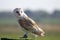 Stunning barn owl