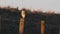 A stunning Barn Owl, Tyto alba, perched on a fence post early morning. It is hunting along the edge of the field for food.