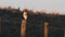 A stunning Barn Owl Tyto alba perched on a fence post early morning. It is hunting along the edge of the field for food.