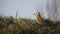 A stunning Barn Owl, Tyto alba, perched on the grass. It has been hunting for food to eat.