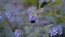 Stunning beautiful close-up of a bumblebee collecting honey on beautiful flowers. Natural beauty.  Insects close-up.