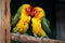 Stunning beauty Closeup of love birds displays their colorful elegance