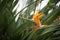 Stunning Bird of Paradise flower