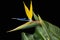 Stunning bird of paradise flower on a black background