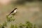 Stunning bird photo. Woodchat shrike / Lanius senator