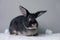 Stunning black bunny rabbit on a grey background. Smart inquisitive face, curious look.