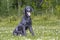 A stunning black labrador retriever sitting on a green lawn in Finland.