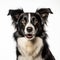 Stunning Black And White Border Collie Portrait In 8k Resolution