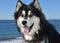 Stunning Black and White Fluffy Malamute Husky Dog