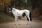 Stunning black and white pinto gelding horse on the road in autumn forest