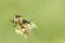 A stunning Black and Yellow Longhorn Beetle Rutpela maculata formerly Strangalia maculata perched on a flower.