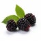 Stunning Blackberry Product Photography On White Background