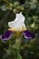 Stunning Blooming Bearded Iris with Purple and White