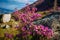 Stunning blooming pink flowers on the hillside in the morning sun, breathtaking floral background of nature. Rhododendron blooms
