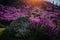 Stunning blooming pink flowers on the hillside in the morning sun, breathtaking floral background of nature. Rhododendron blooms