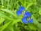 Stunning blue color daylight flower blooming in the wild