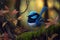 Stunning blue Fairy Wren bird in a forest, warm lighting