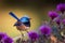 Stunning blue Fairy Wren bird in a garden, warm lighting