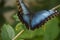 Stunning Blue Morpho Butterfly with Wings Spread