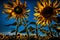 A stunning blue sky is silhouetted by a bright yellow sunflower