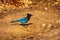 A Stunning Blue Steller`s Jay