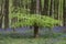 Stunning bluebell forest landscape image in soft sunlight in Spring